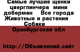 Самые лучшие щенки цвергпинчера (мини доберман) - Все города Животные и растения » Собаки   . Оренбургская обл.